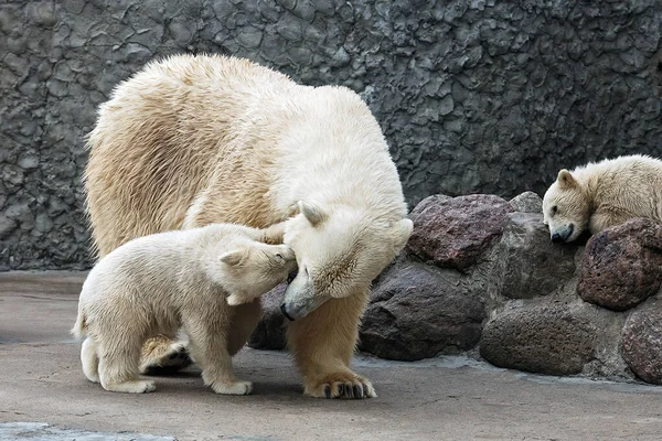 Eisbären-Familie — Stockfoto