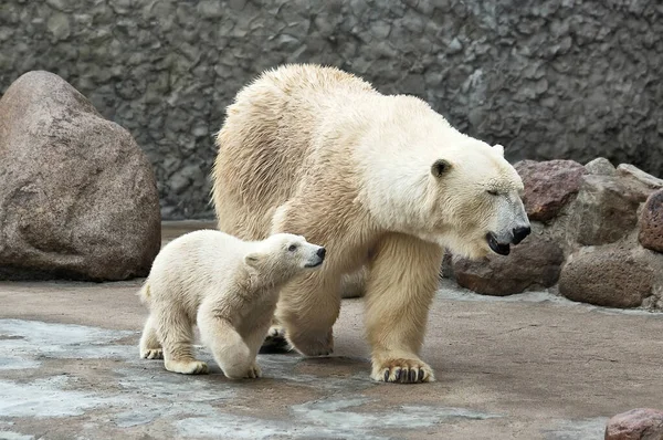 Białe niedźwiedzie polarne — Zdjęcie stockowe