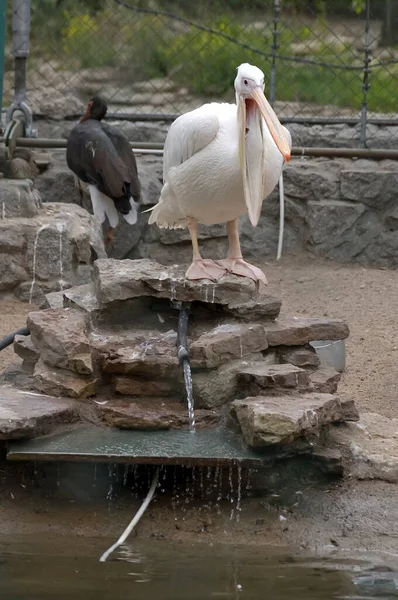 Pelikan im Zoo — Stockfoto