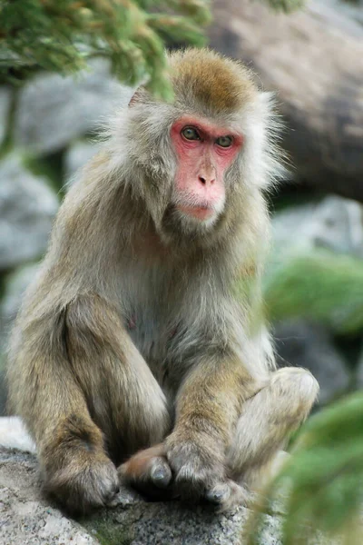 Mono sentado al aire libre en piedra —  Fotos de Stock