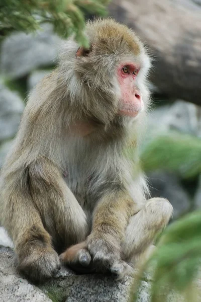 Affe sitzt draußen auf Stein — Stockfoto