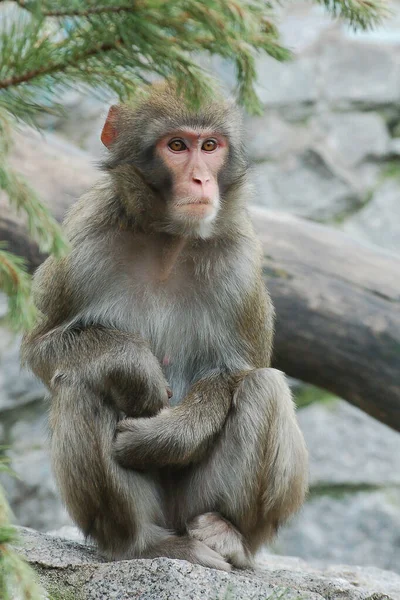 Monkey sitting outdoors on stone — Stock Photo, Image