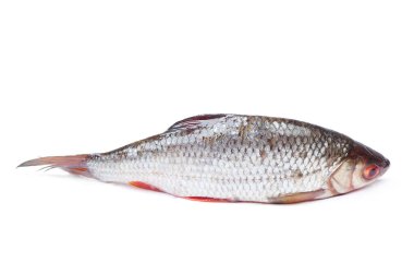 Hamamböceği nehir balığı
