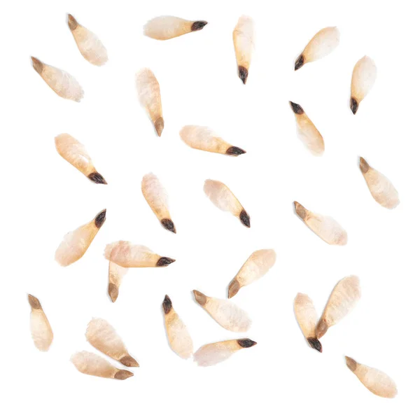 Muchas semillas de cono — Foto de Stock