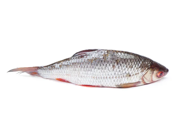 Šváb říční ryby — Stock fotografie