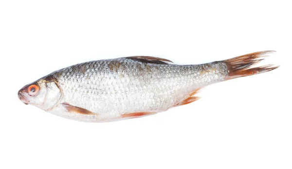 Poisson de rivière de cafard — Photo