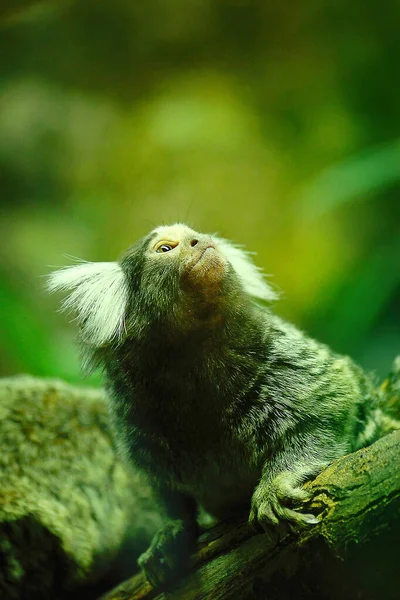 Małe małpa z biały puszysty uszy — Zdjęcie stockowe