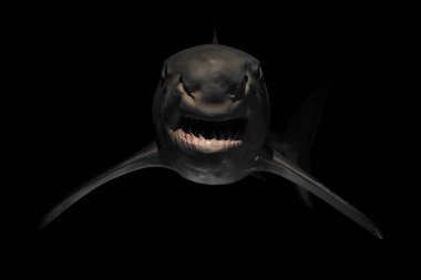 Keskin dişli kızgın köpekbalığı.