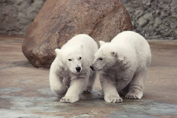 Twee kleine ijsberen. — Stockfoto