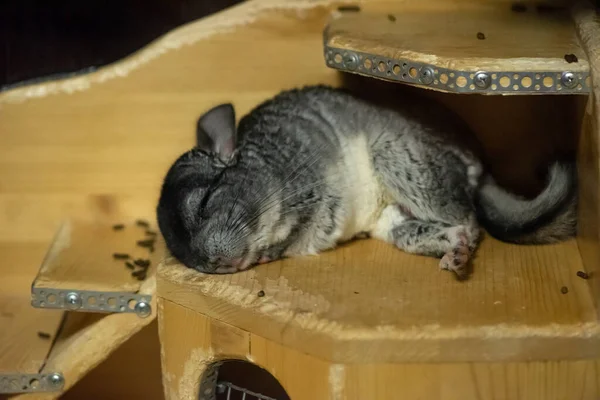 Chinchilla śpi w domu — Zdjęcie stockowe