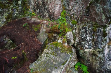 Yosun ile ıslak taş dokusu