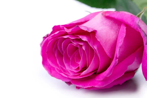 Roze Roos Bloem Geïsoleerd Witte Achtergrond — Stockfoto