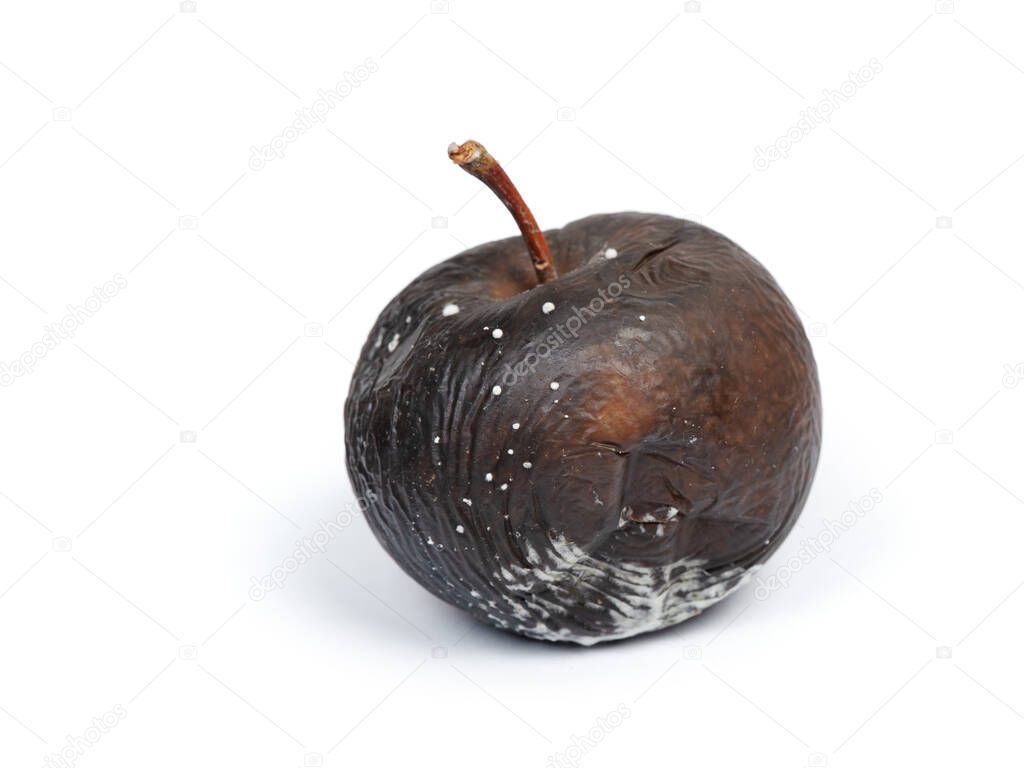 One very rotten apple isolated on white background