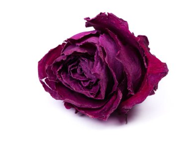 Kurumuş gül tomurcuğu beyaz arkaplanda izole edildi