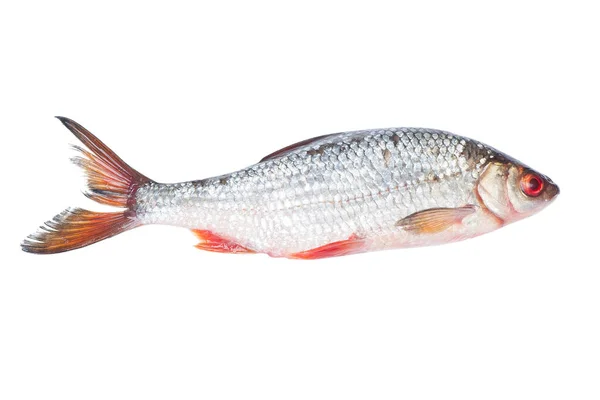 Roach Říční Ryby Izolované Bílém Pozadí — Stock fotografie