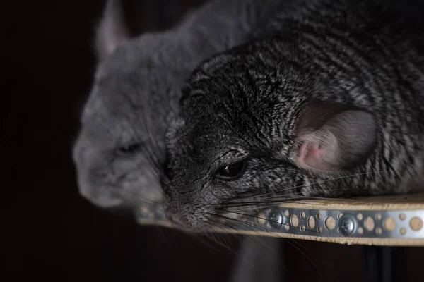 Traurige Chinchillas Sind Gefangenschaft — Stockfoto