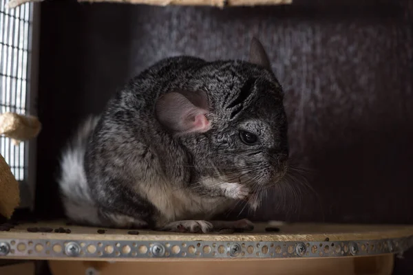 Grå Chinchilla Äter Fångenskap — Stockfoto