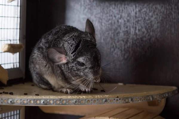 Grå Chinchilla Äter Fångenskap — Stockfoto