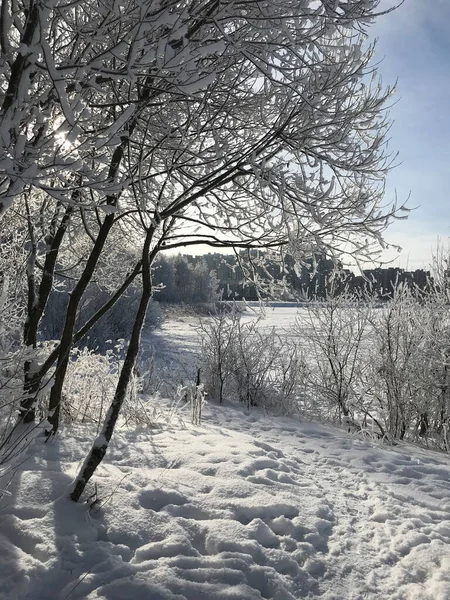 Gałęzie Brzozy Śniegu Chmury Zimą — Zdjęcie stockowe