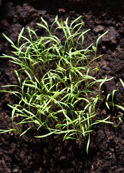 Fresh Green Spring Grass Sprouts Ground — Stock Photo, Image
