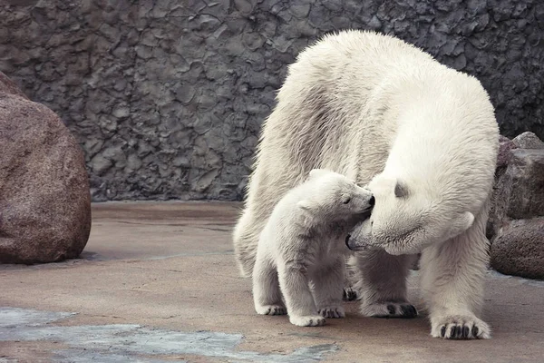 Familia Osos Polares Blancos Madre Hijo — Foto de Stock