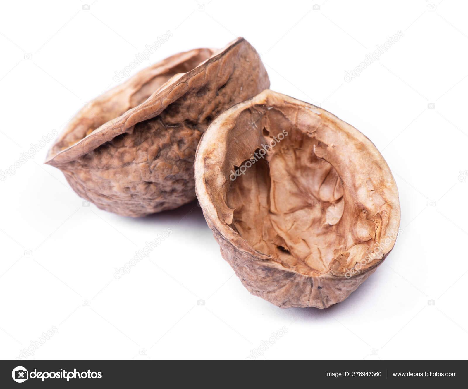 Empty Walnut Shell