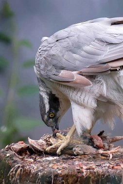 Goshawk avını yer. Tehlikeli büyük şahin.