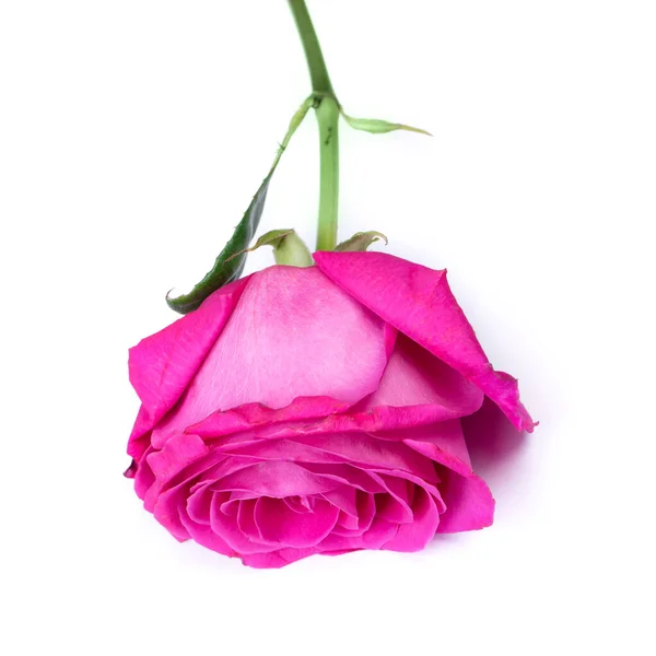 粉红玫瑰花 白色背景隔离 — 图库照片