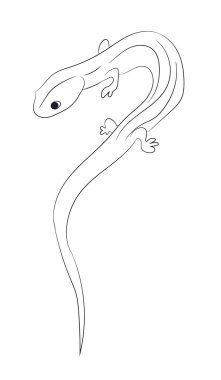 kertenkele çizgiler, vektör