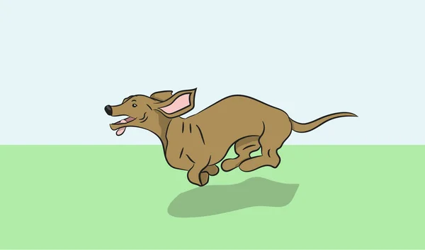 Dachshund dog running, vector — Stock Vector