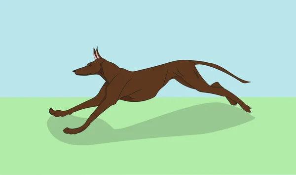 Dog running, color, vector — Stock Vector