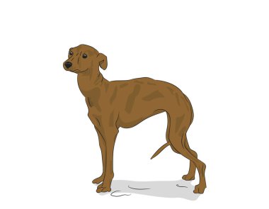 köpek vektör odasında