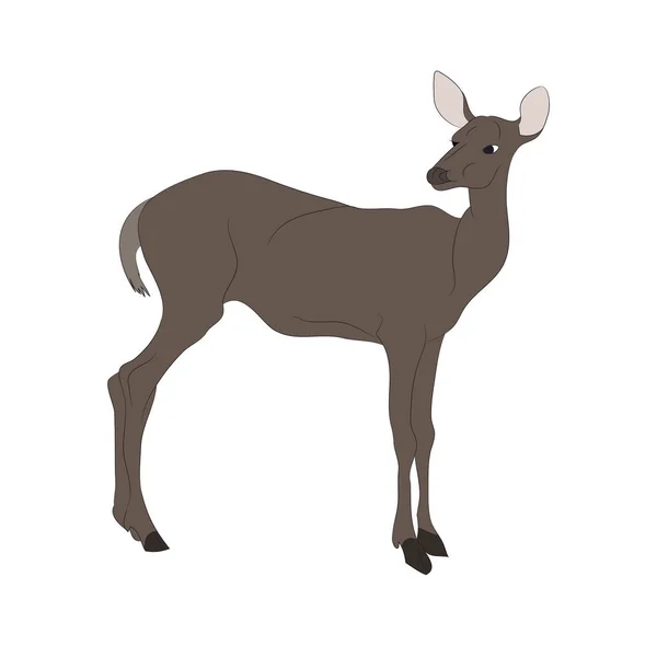 Vector illustration of a deer that stands, drawing color — Stock Vector