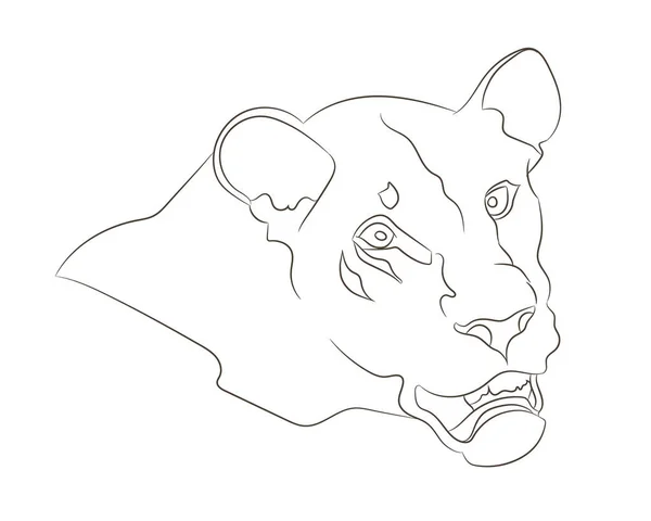 Lioness Retrato Vetor Ilustração Linhas Desenho Vetor Fundo Branco — Vetor de Stock