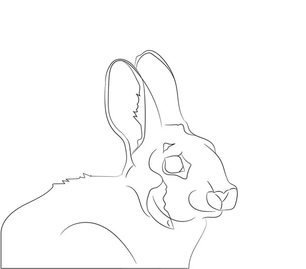 Kaninchen Portrait Vektor Illustration Linienzeichnung Vektor Weißer Hintergrund — Stockvektor