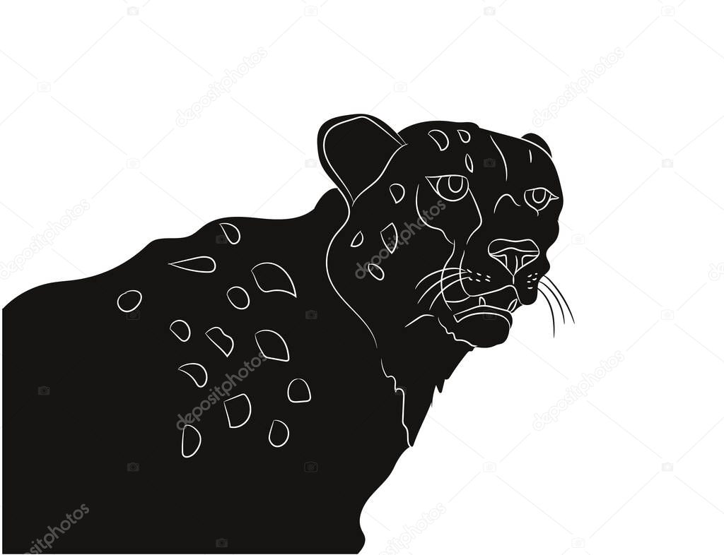 Vector illustration of a cheetah, drawing silhouette, vector, white background