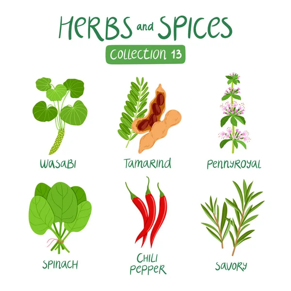 Herbs and spices collection 13 — Stock Vector