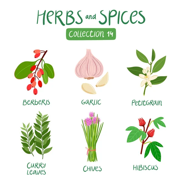 Herbs and spices collection 14 — Stock Vector