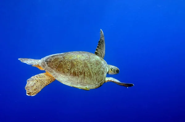 Tortue Verte Avec Fond Bleu Sous Marin — Photo