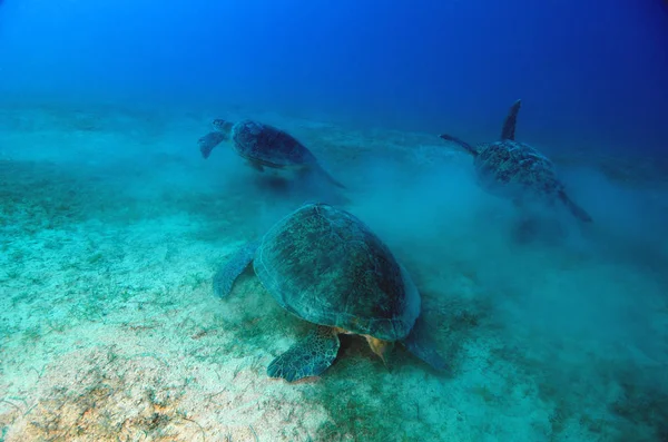 Trois Tortues Vertes Mangeant Haute Mer Images De Stock Libres De Droits