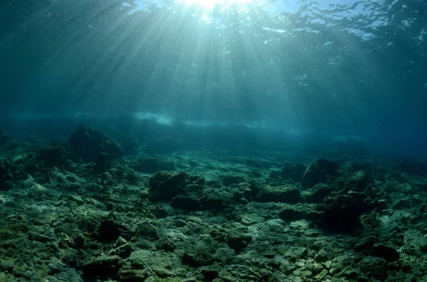 Scène Ensoleillée Sous Marine Avec Fond Bleu Images De Stock Libres De Droits