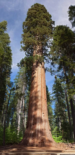 Секвоядендрон гігантський дерево Стокове Фото