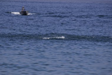Catalina Adası Yeşil Zevk İskelesi Sahil Aşıkları Koyu Kumarhanesi Deniz altı Seferi Botanik Bahçesi Turizm Bizonu