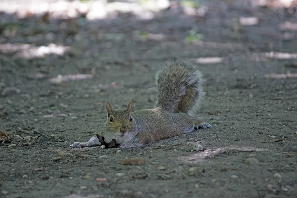 New York Squirrel Nature Animal Green Trees Pet Elegance Tender — Stock Photo, Image