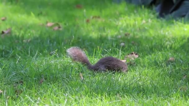 Nova Iorque Esquilo Natureza Animal Verde Árvores Pet Elegância Concurso — Vídeo de Stock