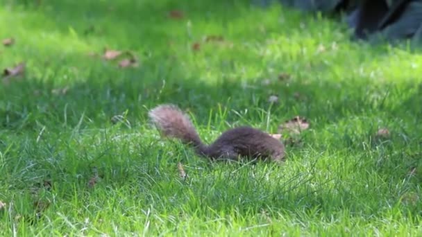 Nowy Jork Wiewiórka Natura Zwierzę Zielony Drzewa Zwierzę Elegancja Przetarg — Wideo stockowe