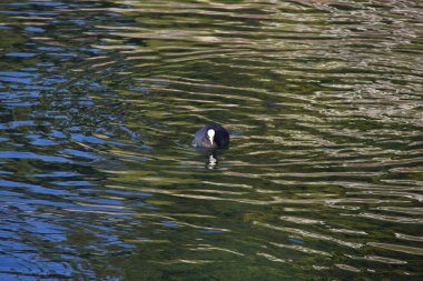 Ördekler karabatak gölü dağ suyu hayvan doğası