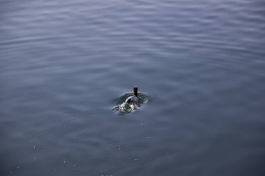 Ördekler karabatak gölü dağ suyu hayvan doğası