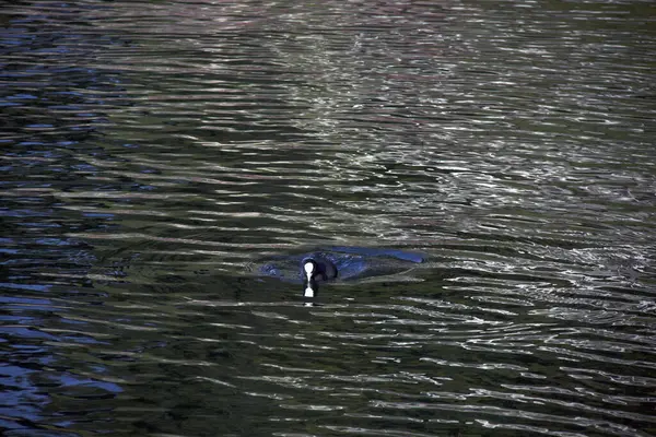 Canards Cormoran Lac Montagne Eau Animal Nature Animal Oiseau — Photo