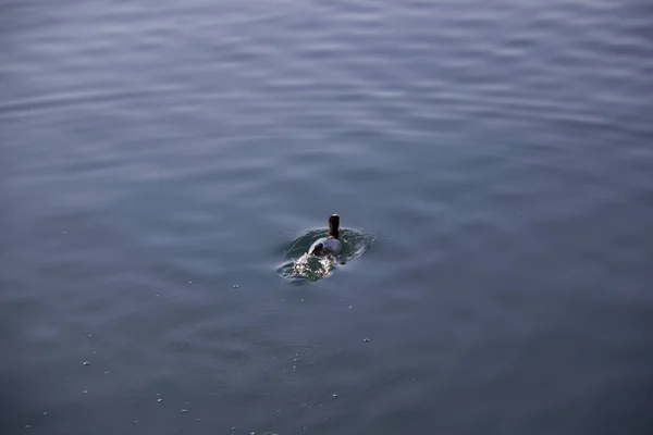 Kachny Kormorán Jezero Hora Voda Zvíře Příroda Pet Pták — Stock fotografie